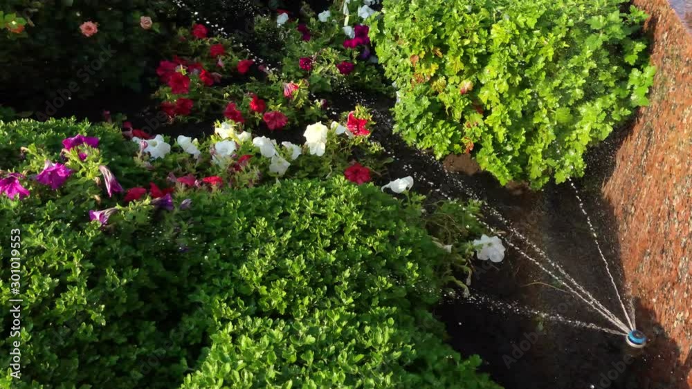 Watering of flowering bed by automatic sprinkler Watering of flowering bed by automatic sprinkler