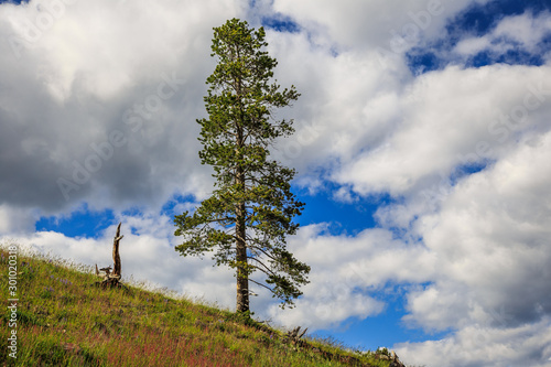 Lone Tree in Yellowstone National Park