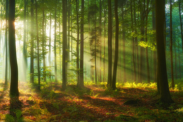 Foto auf Leinwand Wald Schönen Morgen im Wald  © Piotr Krzeslak