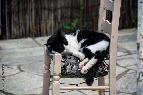 A sleeping black and white cat in a chair