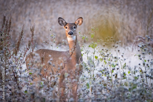 Whitetail doe in field on frosty morning