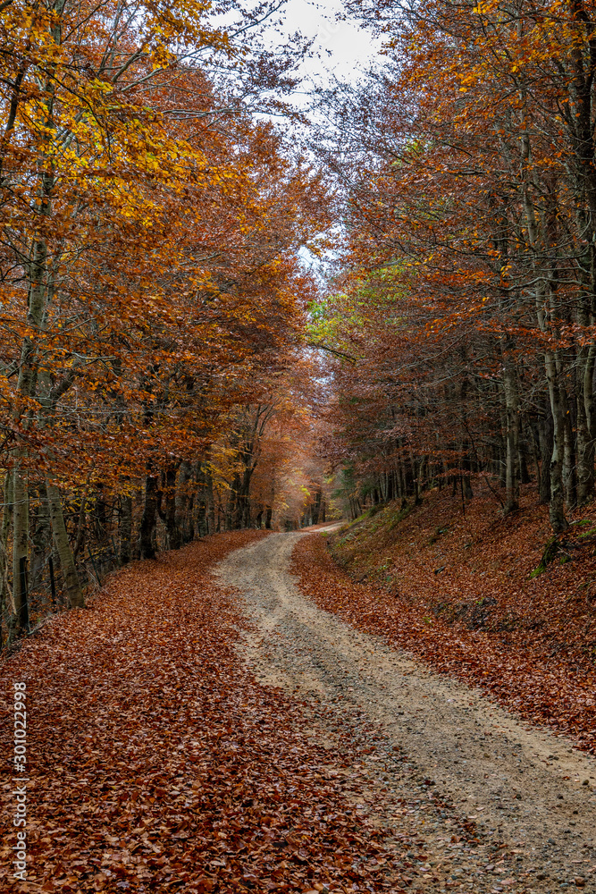 beech forests in autumn, beauty