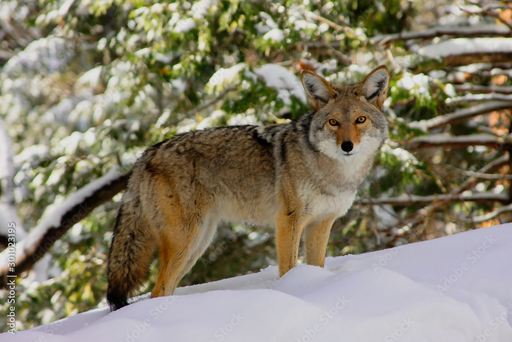 A coyote hunts and scavenges for food following a heaving snowstorm in Sequoia National Park in the Sierra Nevada Mountains of California, USA. 