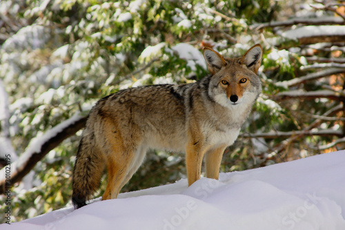 A coyote hunts and scavenges for food following a heaving snowstorm in Sequoia National Park in the Sierra Nevada Mountains of California, USA Fototapet