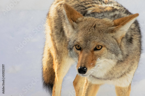 A coyote hunts and scavenges for food following a heaving snowstorm in Sequoia National Park in the Sierra Nevada Mountains of California  USA. 