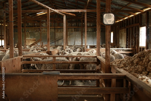 sheep waiting overnight to be shorn in an old traditional timber shearing shed on a family farm in rural Victoria, Australia