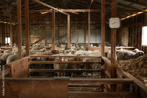 sheep waiting overnight to be shorn in an old traditional timber shearing shed on a family farm in rural Victoria, Australia