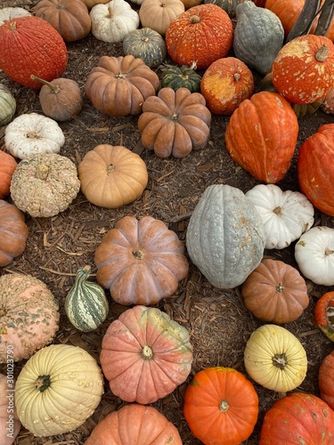 Pumpkin assort close up on a farm patch autumn all seasonal festival background wallpaper 