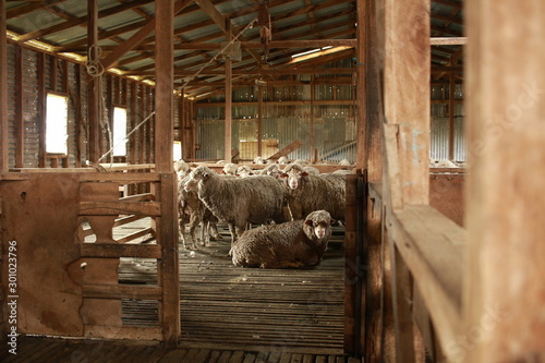 sheep waiting overnight to be shorn in an old traditional timber shearing shed on a family farm in rural Victoria, Australia