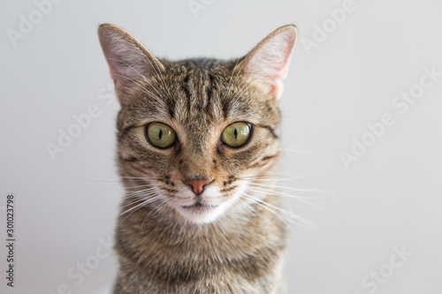 Fototapeta Naklejka Na Ścianę i Meble -  Portrait of gray Cat
