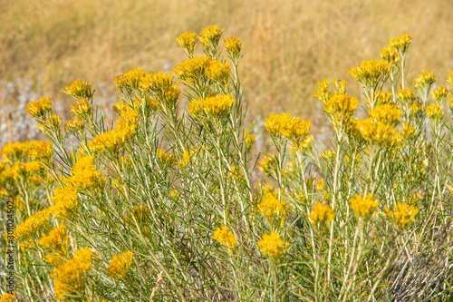 Bright yellow rabbit brush blossoms in an autumn landscape