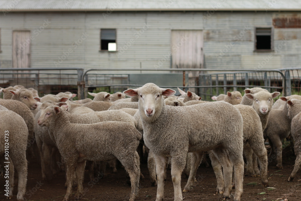 Flocks of young unshorn lambs seperated, in the sheep yards, from their parents, out the front of the shearing sheds waiting to be shorn, on a small family farm in rural Victoria, Australia Flocks of young unshorn lambs seperated, in the sheep yards, from their parents, out the front of the shearing sheds waiting to be shorn, on a small family farm in rural Victoria, Australia