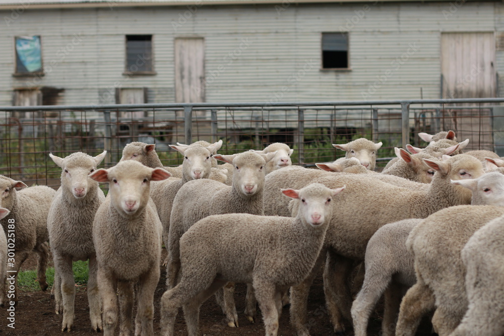 Obraz premium Flocks of young unshorn lambs seperated, in the sheep yards, from their parents, out the front of the shearing sheds waiting to be shorn, on a small family farm in rural Victoria, Australia
