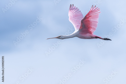 Roseate Spoonbill in flight photo