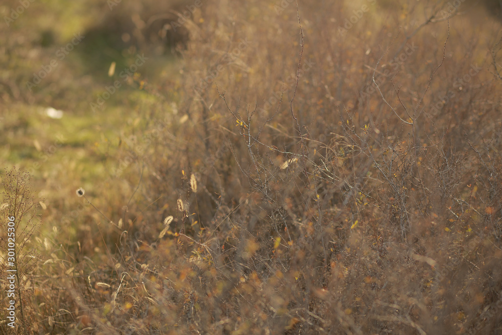 Nature background, grass tree texture with sunset.