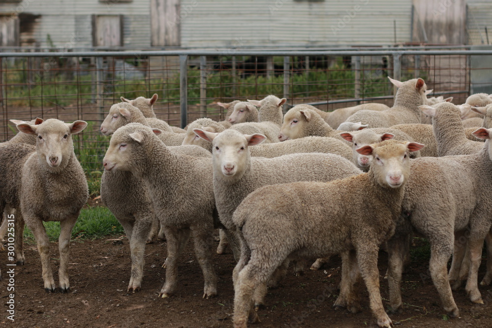 Obraz premium Flocks of young unshorn lambs seperated, in the sheep yards, from their parents, out the front of the shearing sheds waiting to be shorn, on a small family farm in rural Victoria, Australia