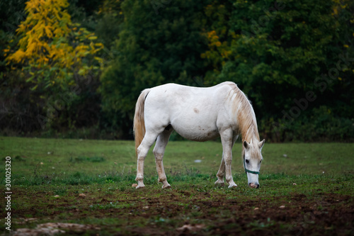 Lipizzaner horse in the meadow of Slovenia