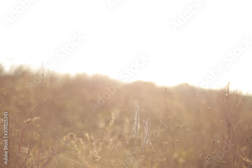 Nature background, grass tree texture with sunset. © Vlada