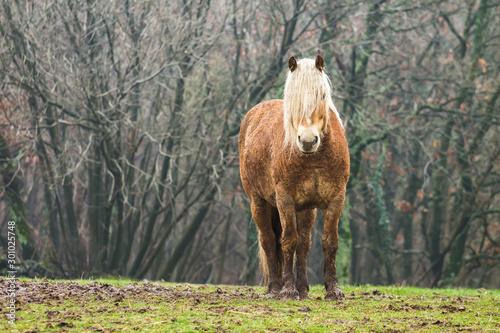 Horse in a field