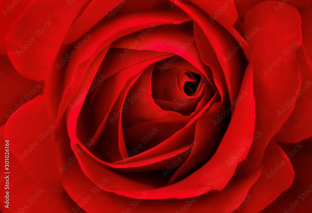 Close up of beautiful red rose Close up of beautiful red rose