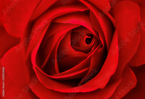 Close up of beautiful red rose