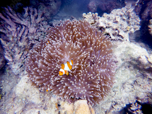 tropical fish on coral reef