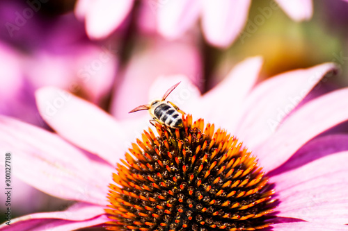 Biene auf Blüte photo