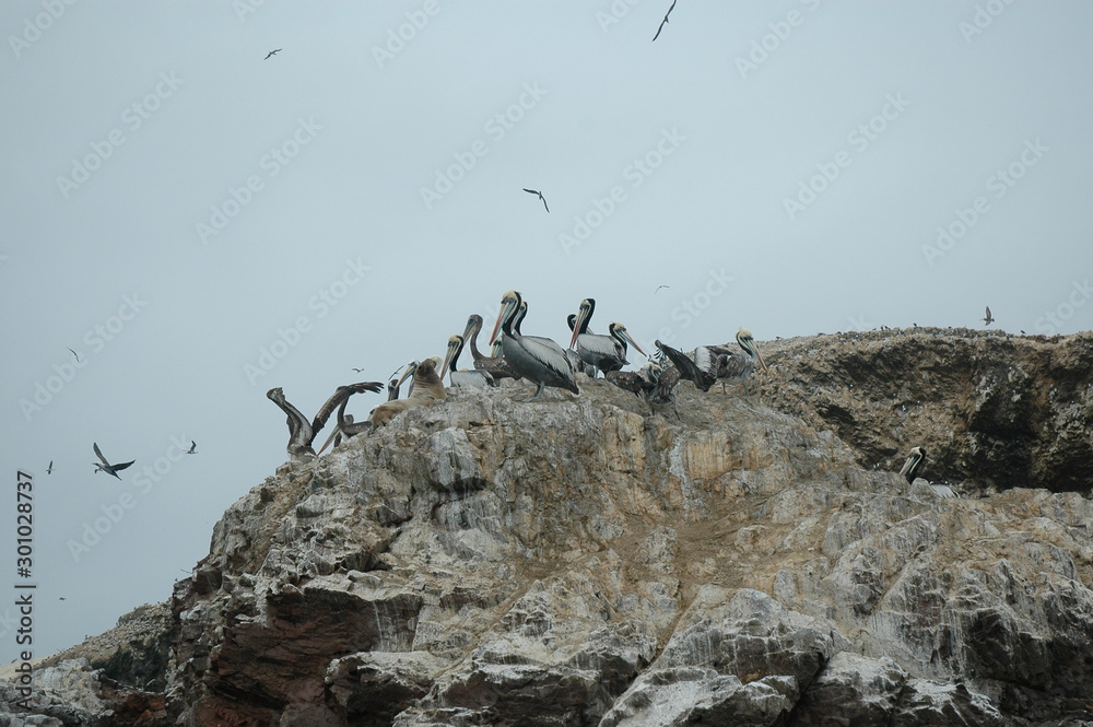 pelicans nesting rocks paracas national park peru