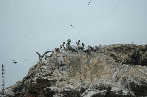 pelicans nesting rocks paracas national park peru