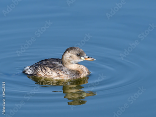 Little Grebe with Reflection Swimming