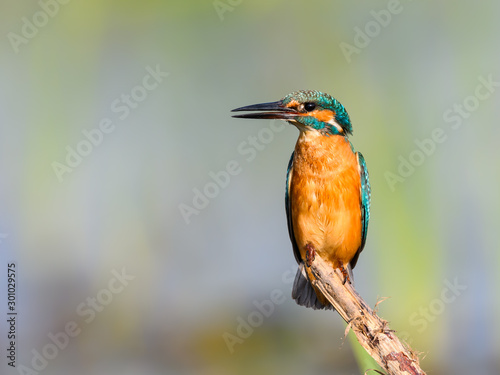 Common Kingfisher Closeup Portrait   © FotoRequest