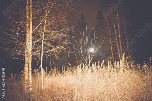 Fototapeta Naklejka Na Ścianę i Meble -  Leśna droga w nocy