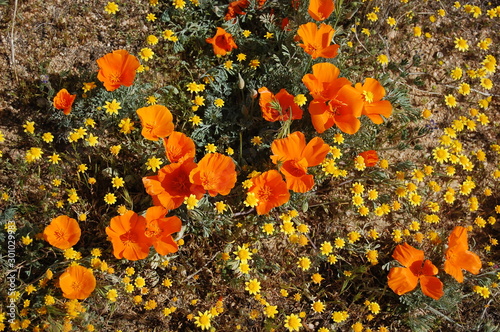 Orange California poppies and yellow goldfields, Mojave Desert, California Poppy Reserve.