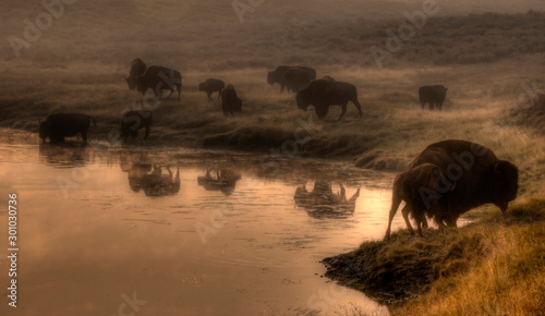 Bison of Yellowstone in the morning mist with their reflections in a drinking hole