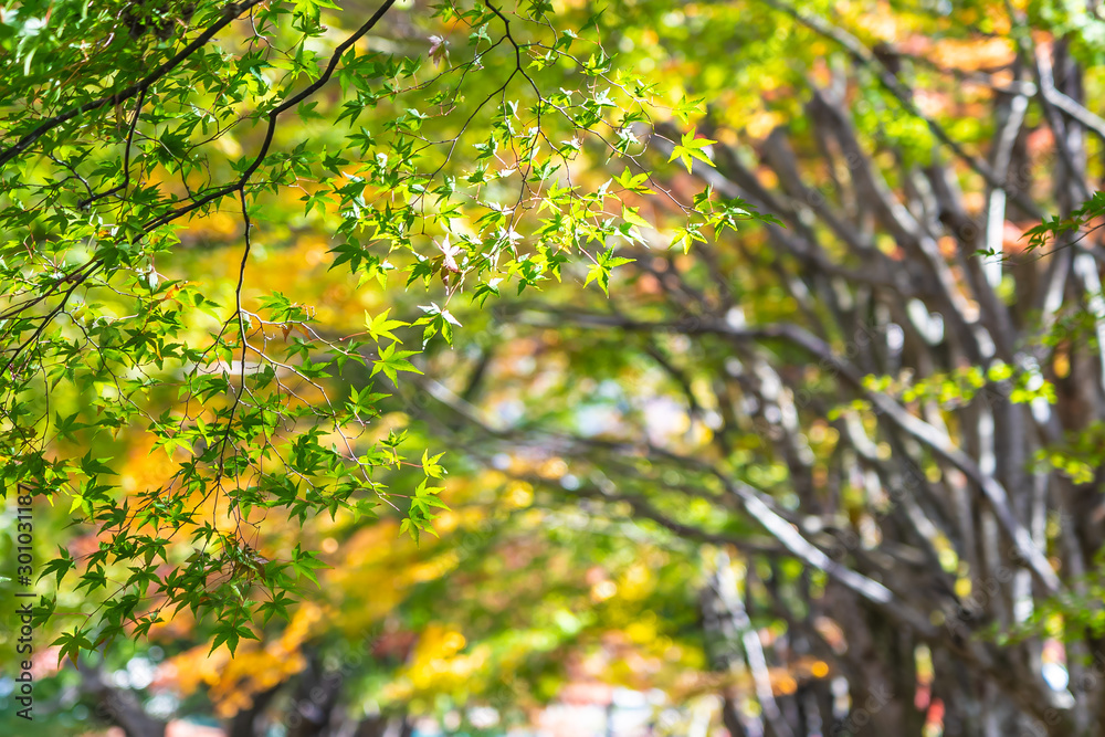 Beautiful maple leaf tree in autumn season Beautiful maple leaf tree in autumn season