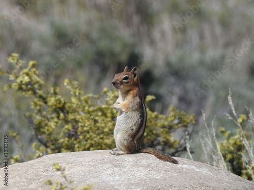 Golden-mantled ground squirrel, Eastern Sierra Nevada Mountains, California.