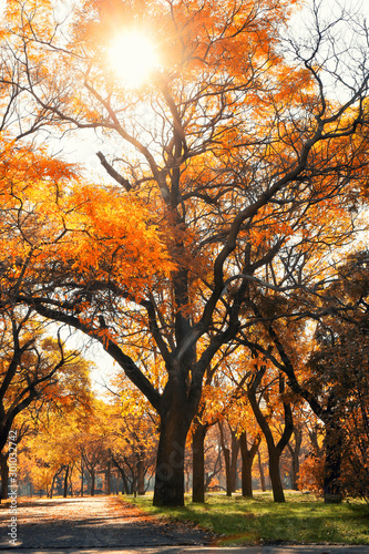 Beautiful trees in autumn park