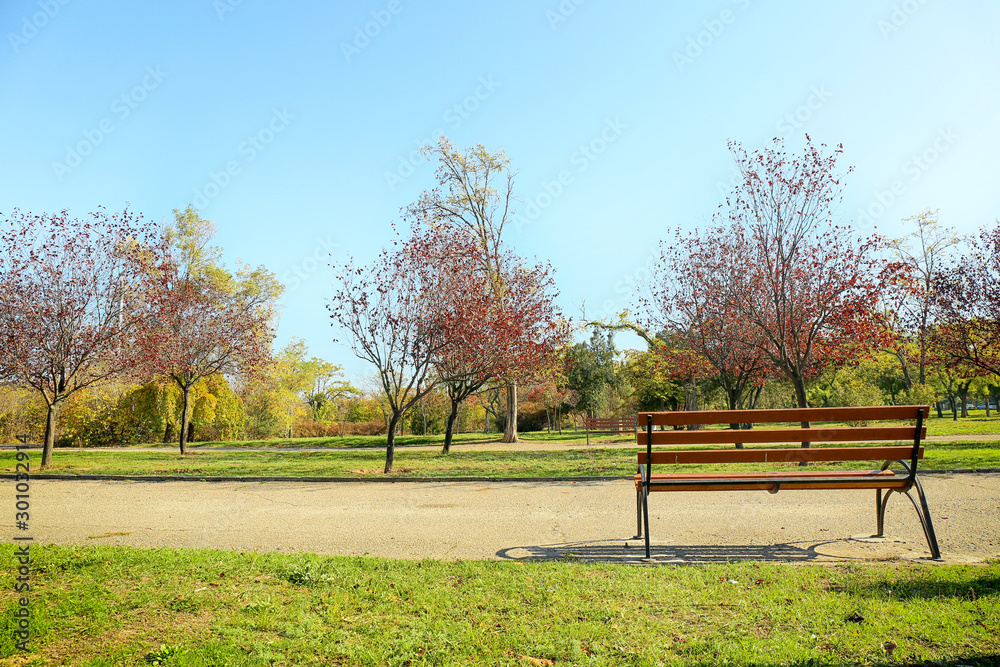 View of autumn park on sunny day