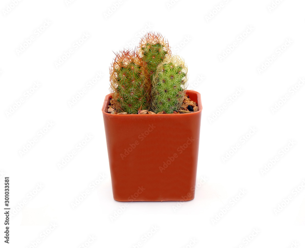 Cactus in pot isolated on white background. Potted ornamental plants for  absorb electromagnetic (EMF) radiation from computer in office, ecosystem  friendly office and healthy environment concepts. Stock Photo | Adobe Stock