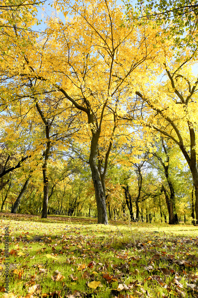 Beautiful trees in autumn park