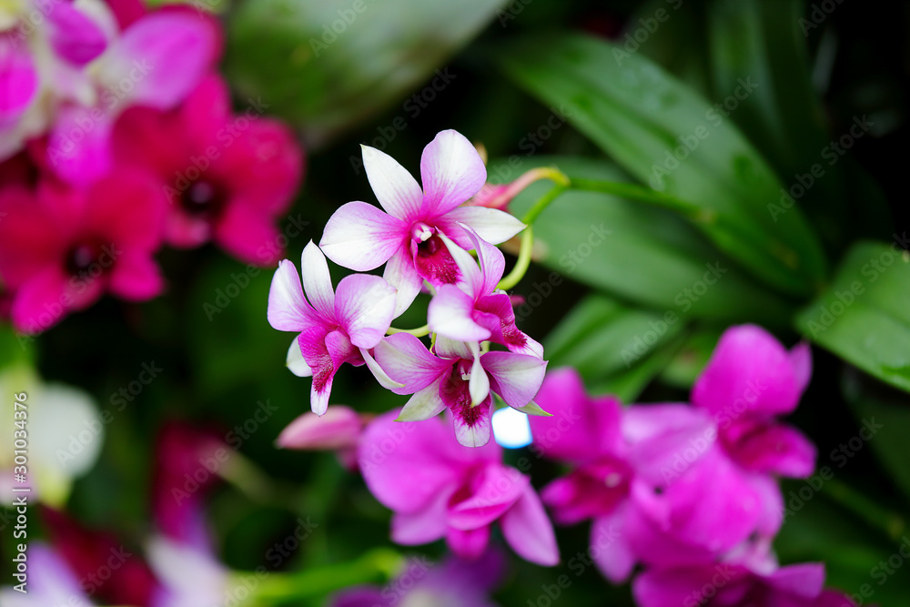 Dendrobium hybrid orchid red pink and white flowers blooming in the garden. Green orchid leaves. Floral pattern. Macro. Dendrobium hybrid orchid red pink and white flowers blooming in the garden. Green orchid leaves. Floral pattern. Macro.