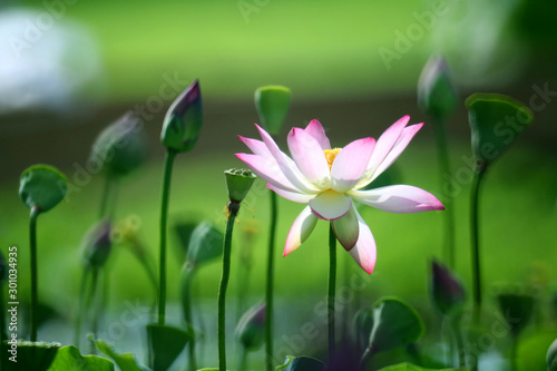 The outstanding white lotus in the pond is blooming.