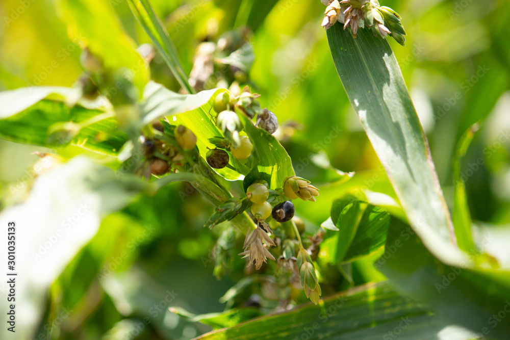 Obraz premium ジュズダマ（数珠玉、Coix lacryma-jobi）（イネ科、センコクコンの原料）の実