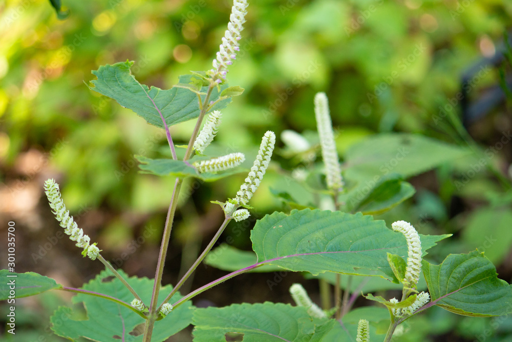 Naklejka premium レモンエゴマ(檸檬荏胡麻、学名 Perilla citriodora)