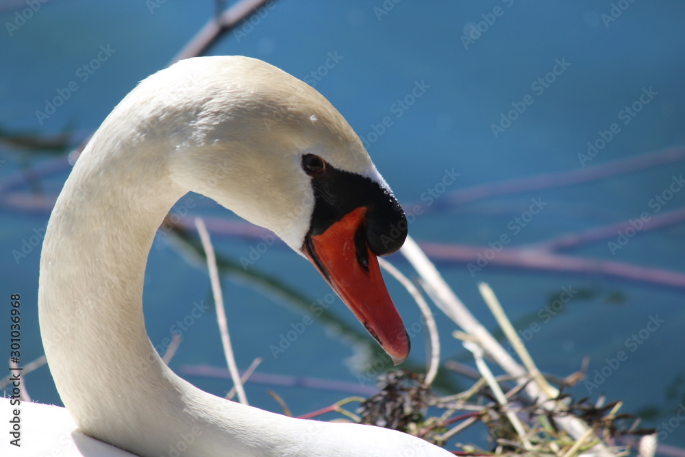 Fototapeta premium Close Up of Swan Face