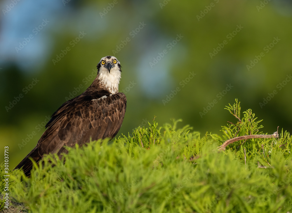 Fototapeta premium Osprey in Florida 