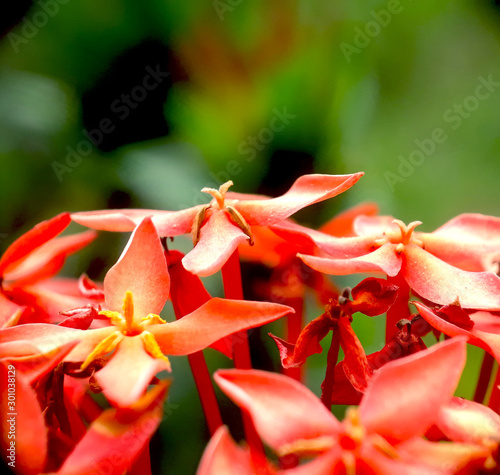 closeup of red flower