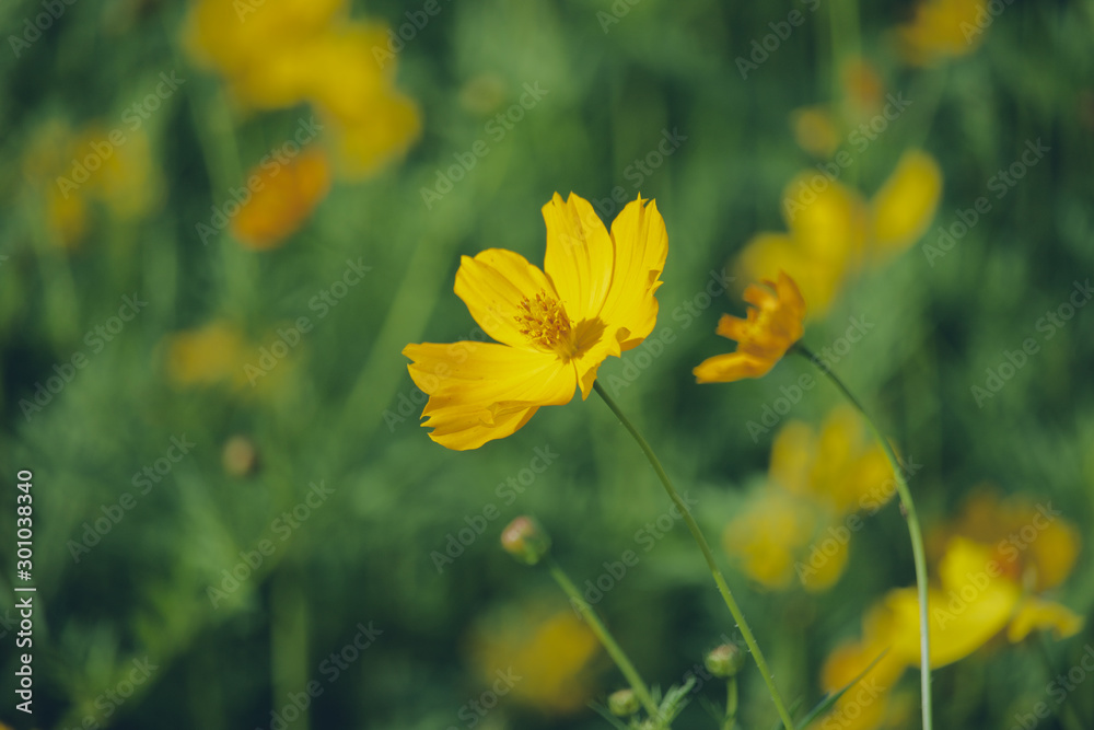 Beautiful yellow cosmos flower in garden with sunlight. Beautiful yellow cosmos flower in garden with sunlight.