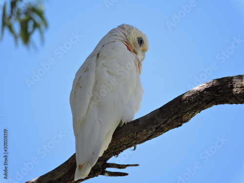 Goffin's Cockatoo photo