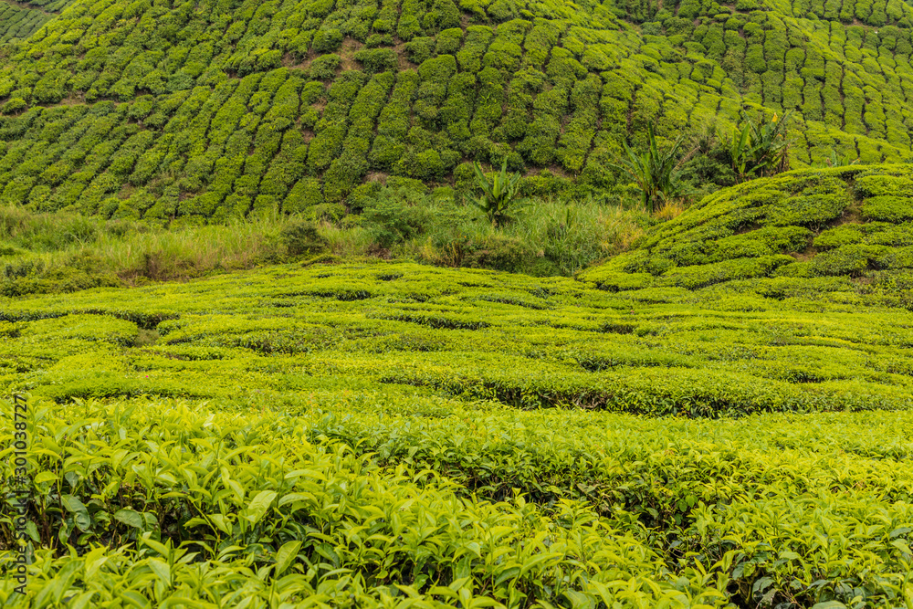 Tea plantations in the cameron highlands in Malaysia